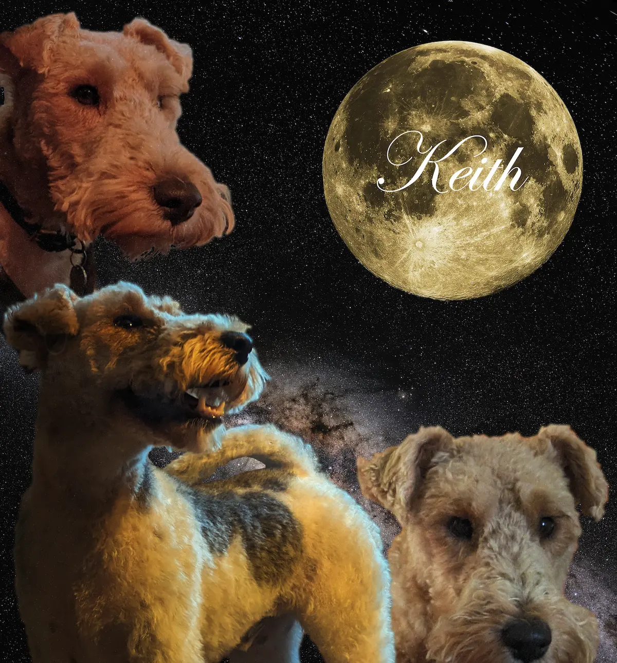 Keith, a fox terrier